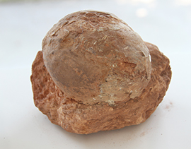 Saurierei im Eiermusum Bertoni
